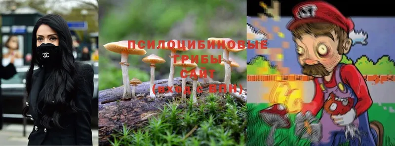 Псилоцибиновые грибы Cubensis  Алагир 